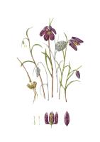 Fritillaria meleagris